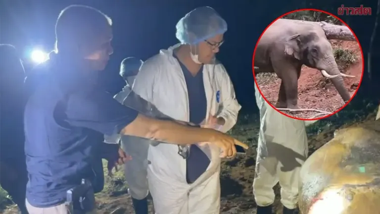 Autopsy Results Released for "Mua" Wild Elephant in Chanthaburi: Electrocution Confirmed, Shotgun Pellets Also Found Embedded in Skin