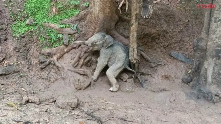 Young Elephant Separated From Herd Rescued in Kanchanaburi