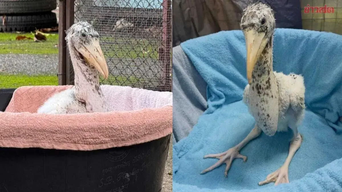 Khao Kheow Open Zoo Debuts Baby Greater Adjutant, New Star After 40-Year Extinction in Thai Nature