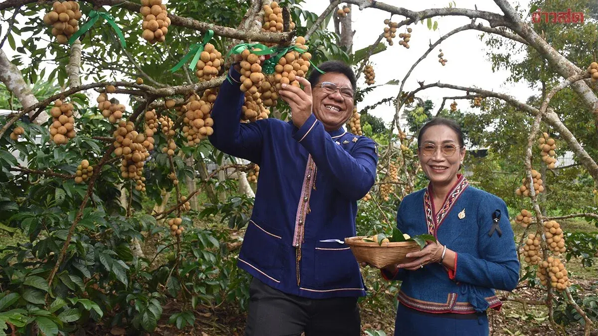 Uttaradit Deputy Governor Harvests First Longong Fruit, Targets 700M Baht Harvest