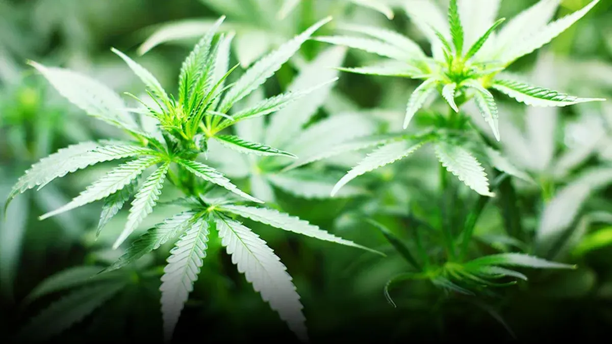 Thailand's Cannabis Loophole Demands Urgent Action