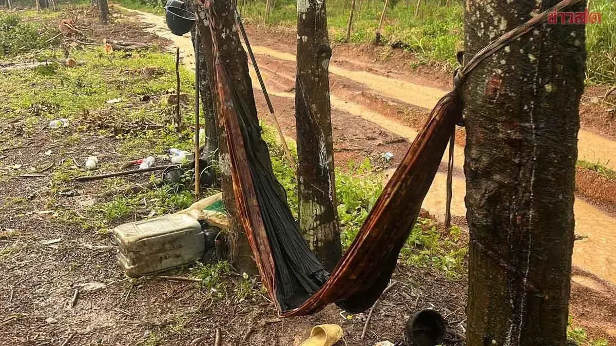 Cambodian Worker Killed by Lightning in Trat Rubber Plantation