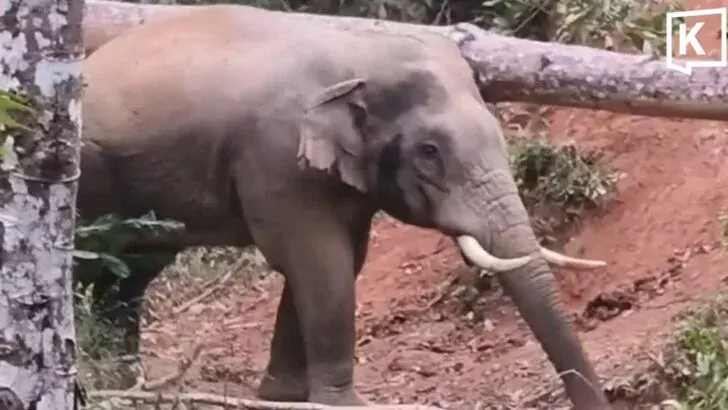 Well-known wild elephant "Plai Kor Kaew" shot dead in Chanthaburi