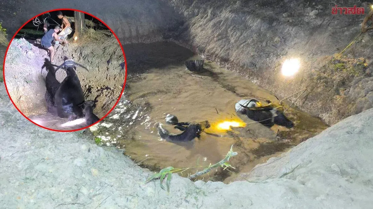 Owner Releases 27 Buffalo to Graze, 4 Go Missing and Found Trapped in 3-Meter Deep Pit