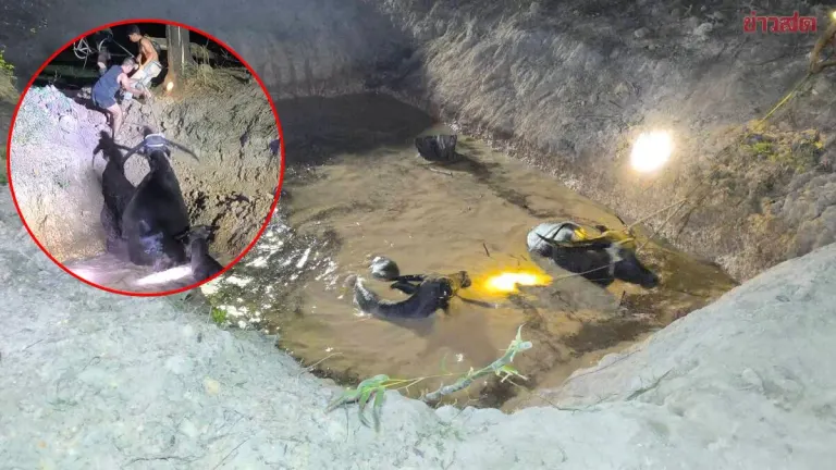 Owner Releases 27 Buffalo to Graze, 4 Go Missing and Found Trapped in 3-Meter Deep Pit