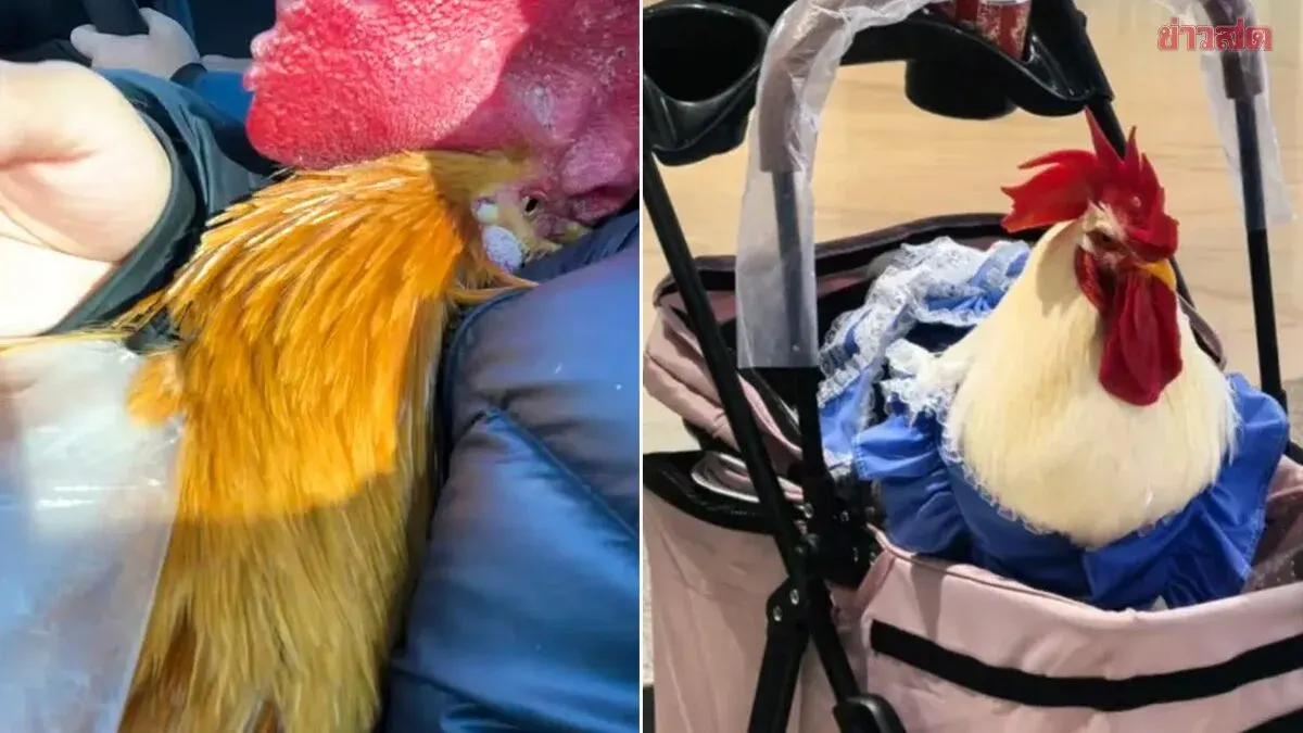 Going Viral: Chinese Pet Owners Are Raising Chickens as Beloved Companions, Dressing Them Up and Taking Them for Walks