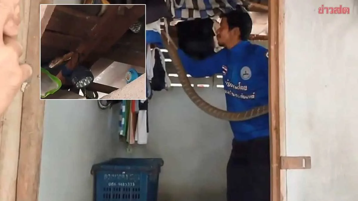 Aggressive Cobra Rears Up on Bathroom Beam, Homeowner Startled While Charging Phone; Lottery Enthusiasts Score Lucky Numbers