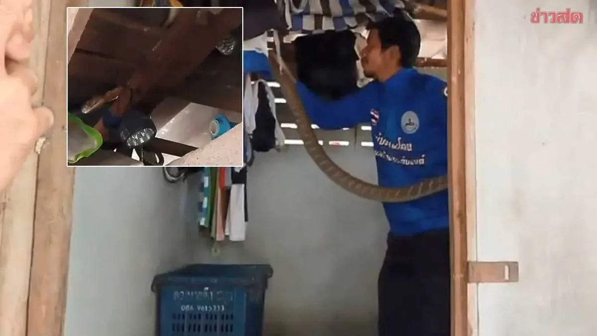 Aggressive Cobra Rears Up on Bathroom Beam, Homeowner Startled While Charging Phone; Lottery Enthusiasts Score Lucky Numbers