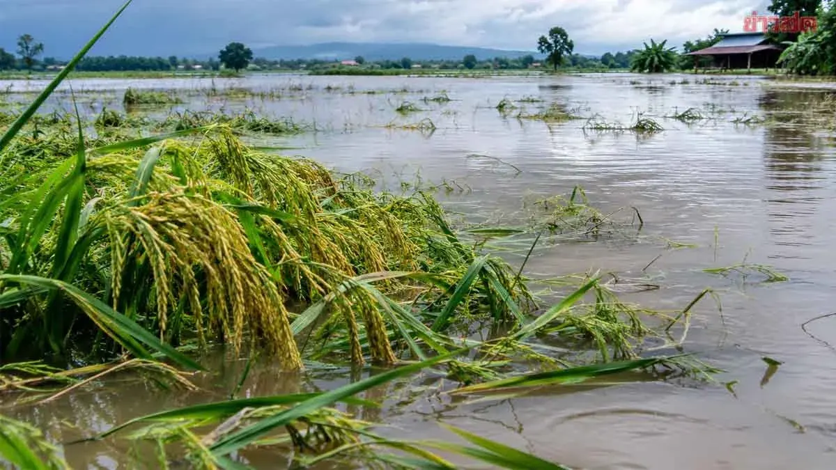 Floods Submerge 1.3 Million Rai of Rice Fields, Hit 140,000 Farmers