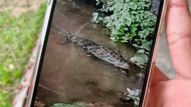 Officers Search Stream After Crocodile Report Suspected AI Image