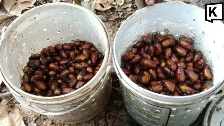 Rainy season sparks scarab beetle hunt in northeast Thailand