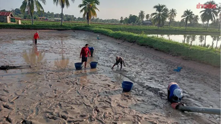 Invasive Snakehead Fish Detected in Lampao Dam, Kalasin