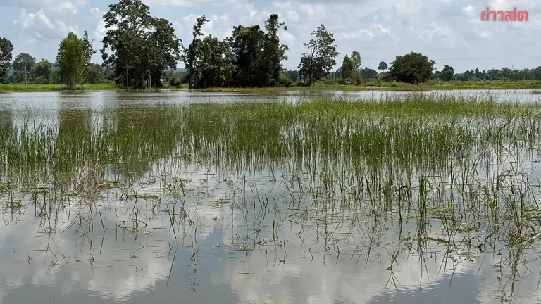 Floods Submerge Rice and Cassava Fields in Buriram