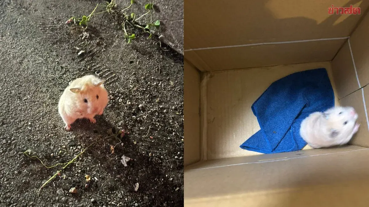Netizens Love It! Japanese Man Rescues Lost Hamster on Osaka Street, Turns It Over to Police in Search for Owner