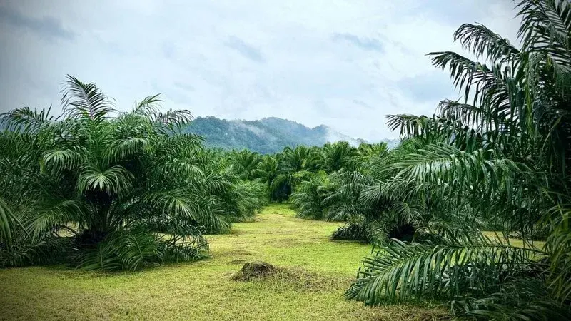 Thailand Boosts Biofuel Push To Cut Oil Imports