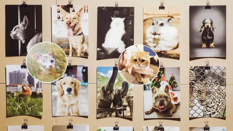 Art and Culture Landmark – 1,000 Beloved Pet Portraits in One Day