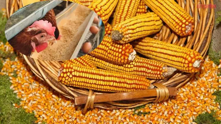 Thai Feed Association Denies Government GMO Corn Import Deal