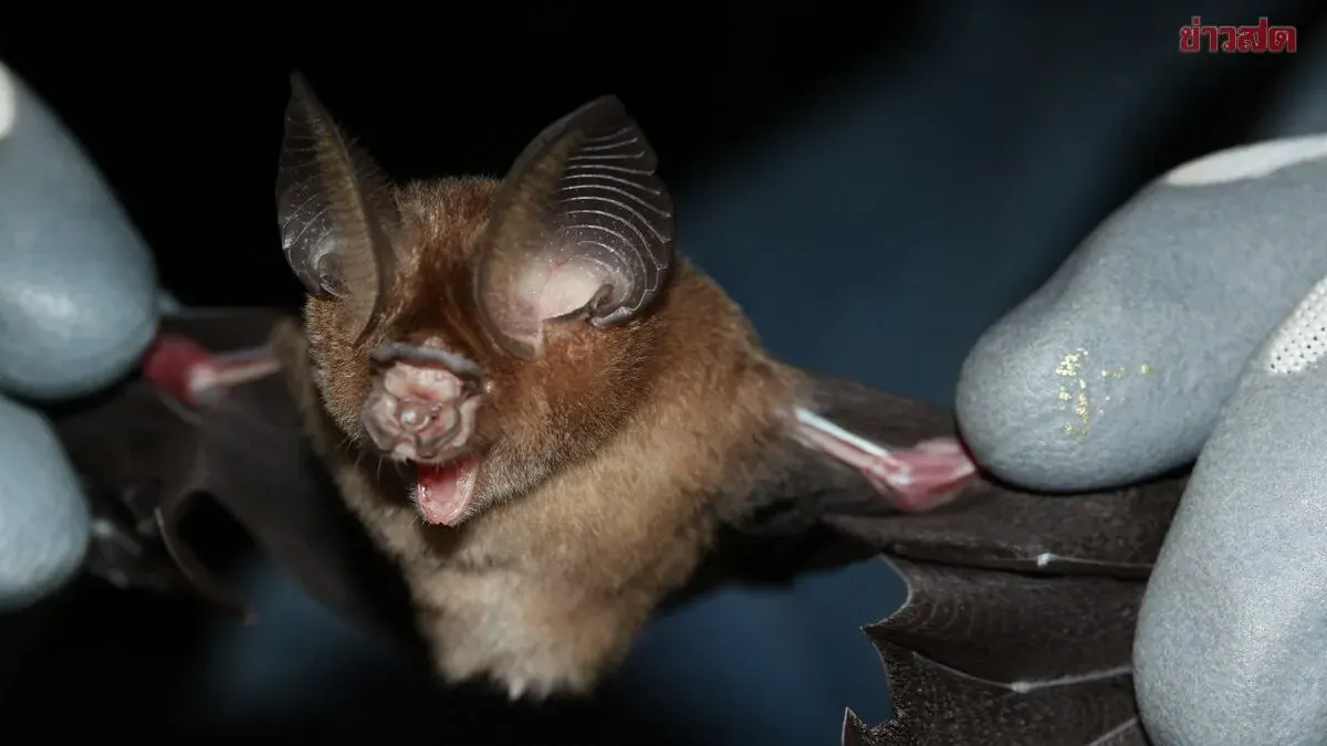Thailand Discovers Rare Bat Species for First Time