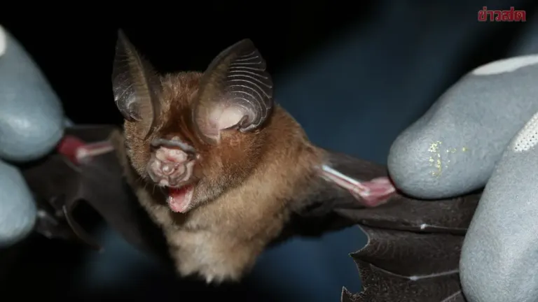 Thailand Discovers Rare Bat Species for First Time