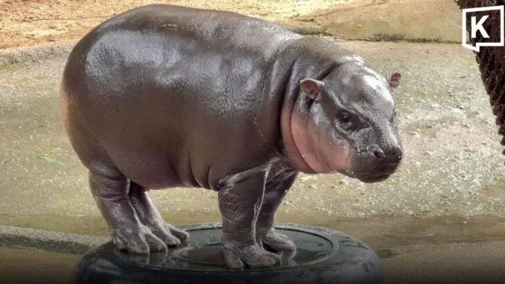 Moo Deng Turns Two as Zoo Celebrates Star Hippo