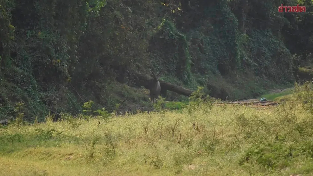 Huai Kha Khaeng Wildlife Sanctuary Reopens for Nature Study Sept 10