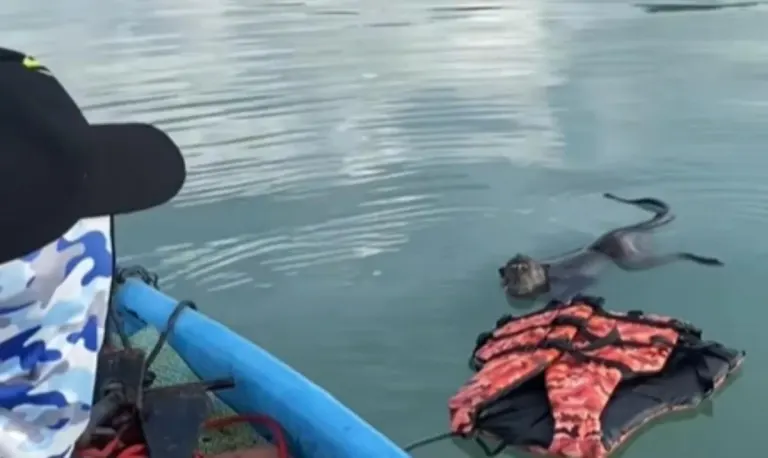 Fisherman Rescues Exhausted Monkey in Phuket Bay