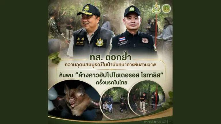 Thailand Discovers Rare Laotian Bat Species for First Time