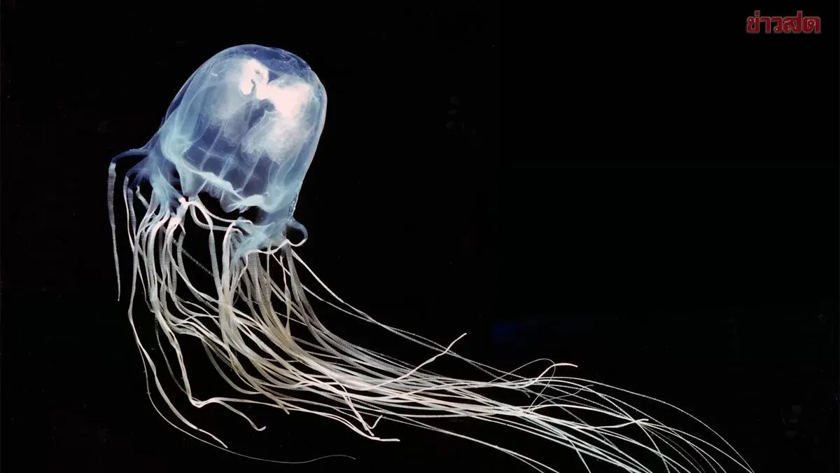 Thailand Orders Box Jellyfish Alert After Teen Dies