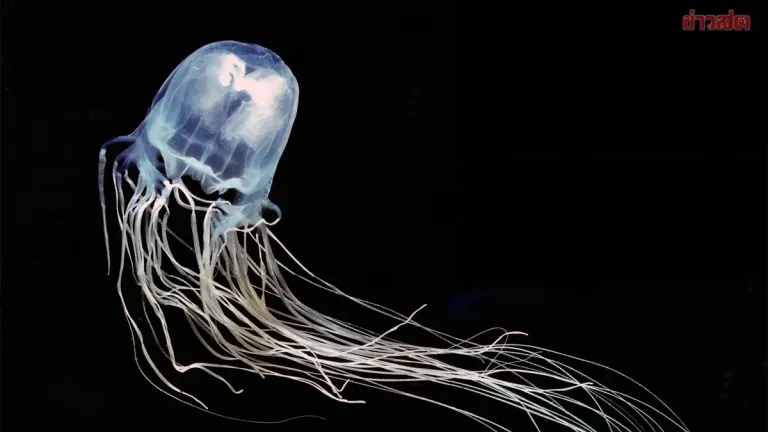 Thailand Orders Box Jellyfish Alert After Teen Dies