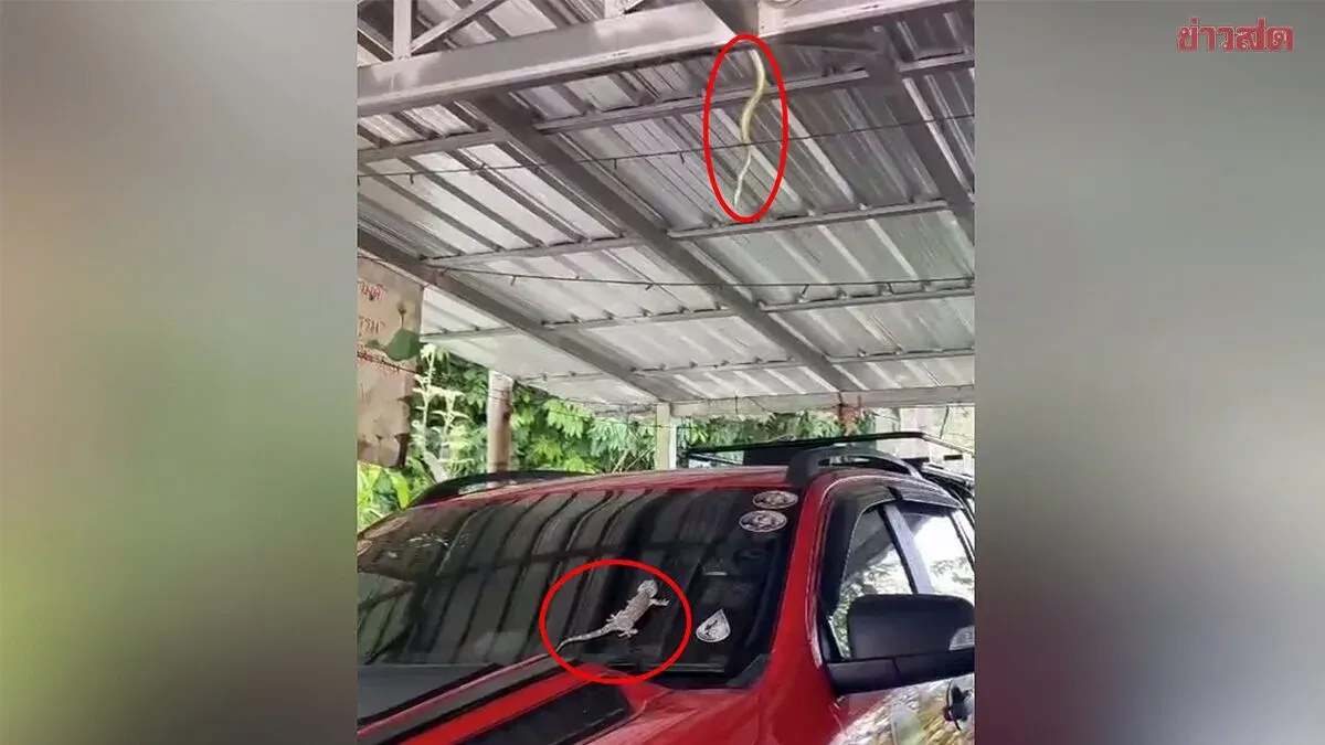 Almost Like a Legend: Gecko Calls Green Snake Down, but Gets Interrupted by a Barking Dog Before the Snake Can Feast on Its Liver