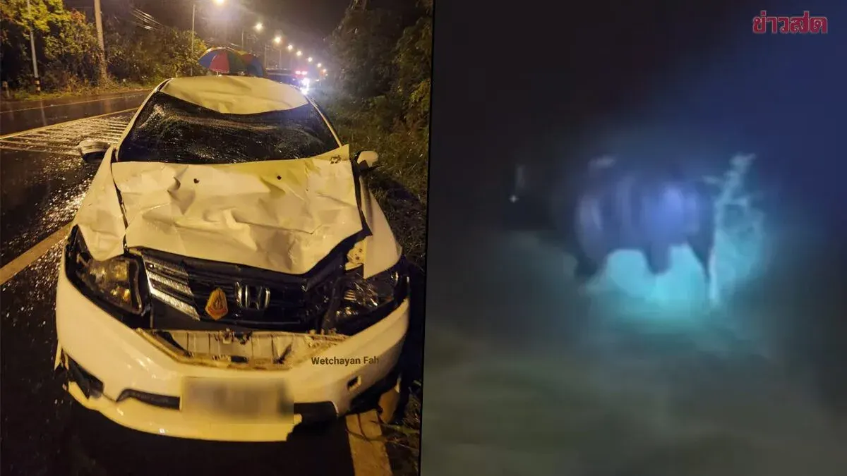 Wild Bull Crashes Into Car, Two Injured