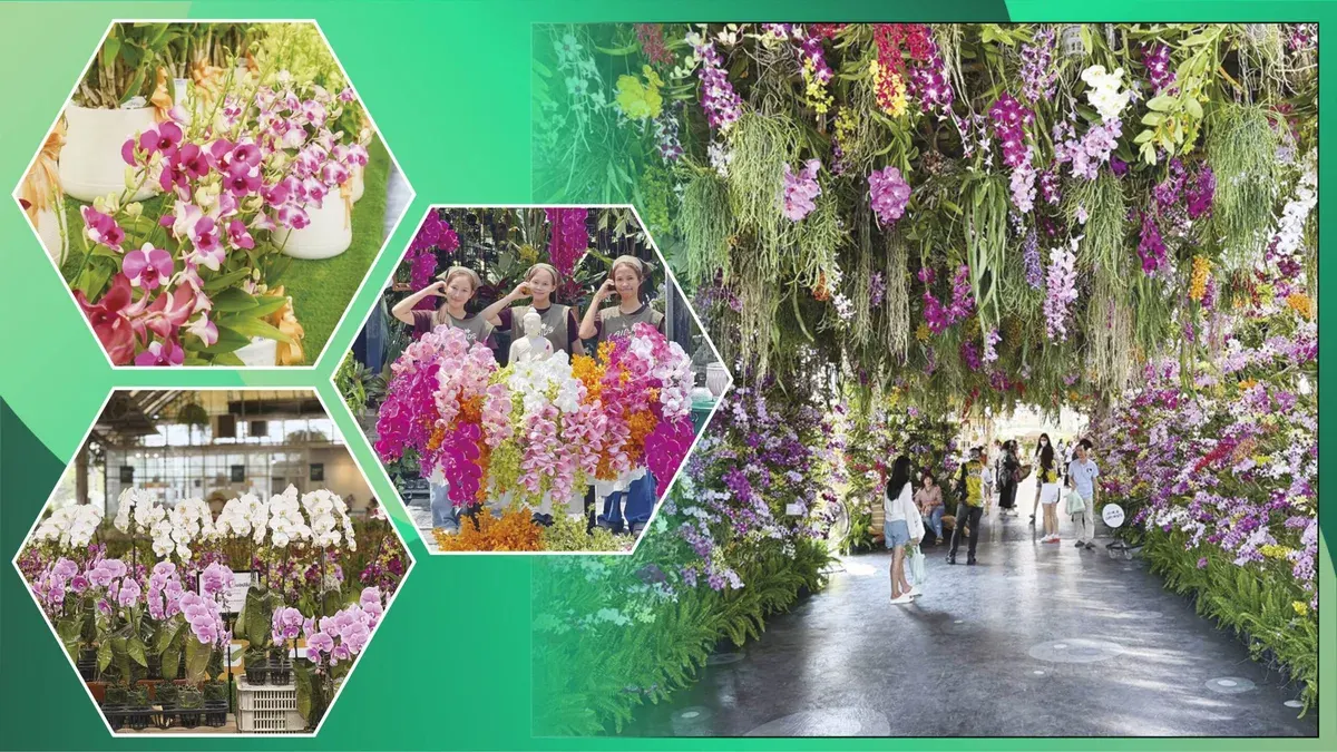 Diverse Attractions – 'Air Orchids' in Nakhon Pathom: Shop for Orchids and Relax at a Chic Café