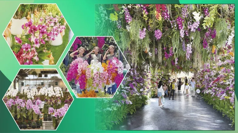 Diverse Attractions – 'Air Orchids' in Nakhon Pathom: Shop for Orchids and Relax at a Chic Café
