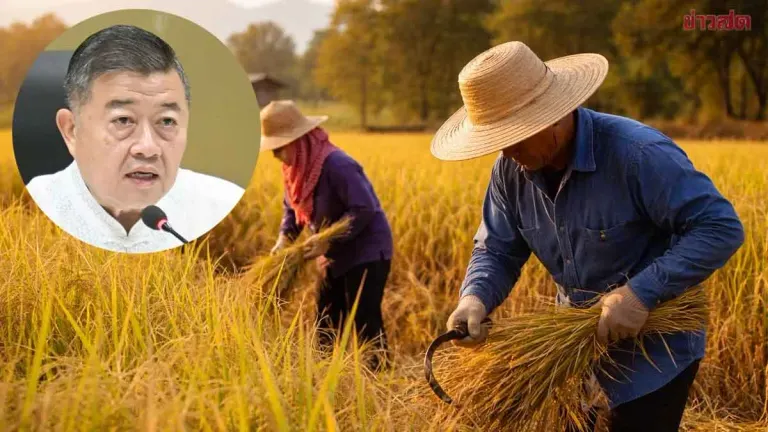 Agriculture Ministry Approves Rice Insurance Premium Subsidies for Farms Up to 10 Rai to Combat El Niño Impacts