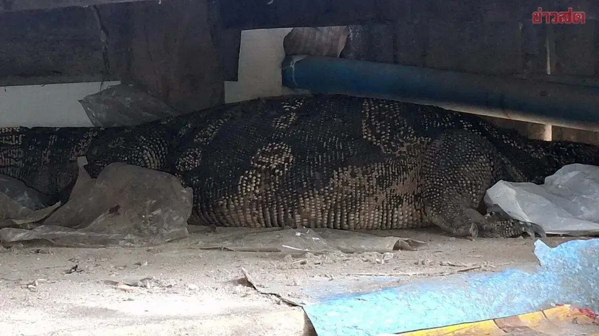 Elderly Woman Terrified by Giant Monitor Lizard Bursting Into Home, Locks Herself in Bedroom; Neighbors Rush to Write Down House Number for Lottery