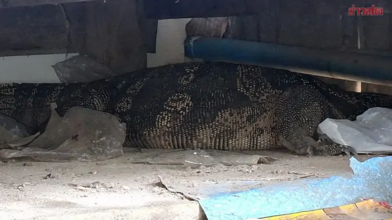 Elderly Woman Terrified by Giant Monitor Lizard Bursting Into Home, Locks Herself in Bedroom; Neighbors Rush to Write Down House Number for Lottery