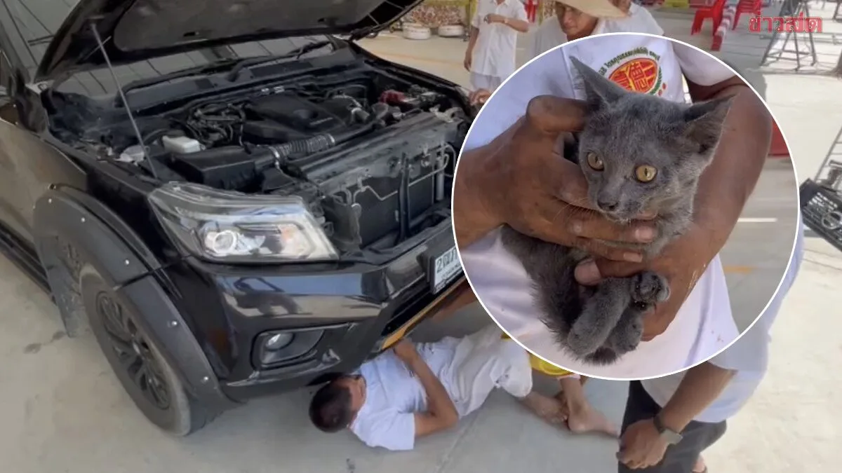 Lucky Rescue: Kitten Trapped in Vehicle Freed as Owner Tries Lottery Luck with License Plate
