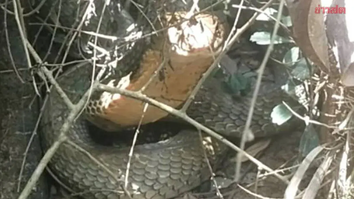 Four-Meter Python Caught Hiding in Potted Plant