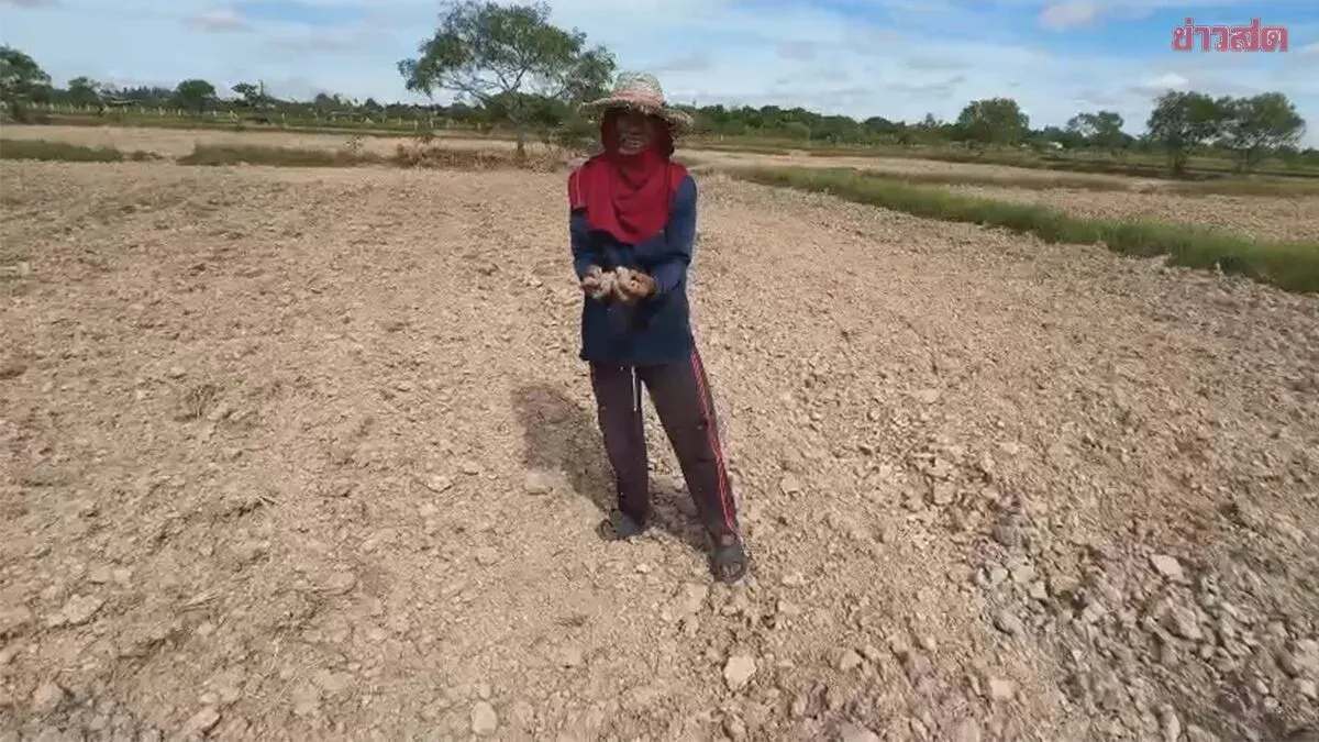 El Niño Drought Threatens Rice Crop in Nakhon Ratchasima