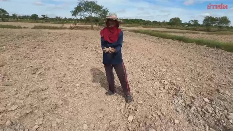 El Niño Drought Threatens Rice Crop in Nakhon Ratchasima