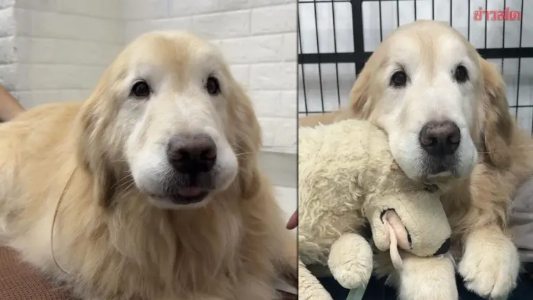 Beloved Celebrity Golden Retriever Jaydi Passes Away After Battle with Cancer