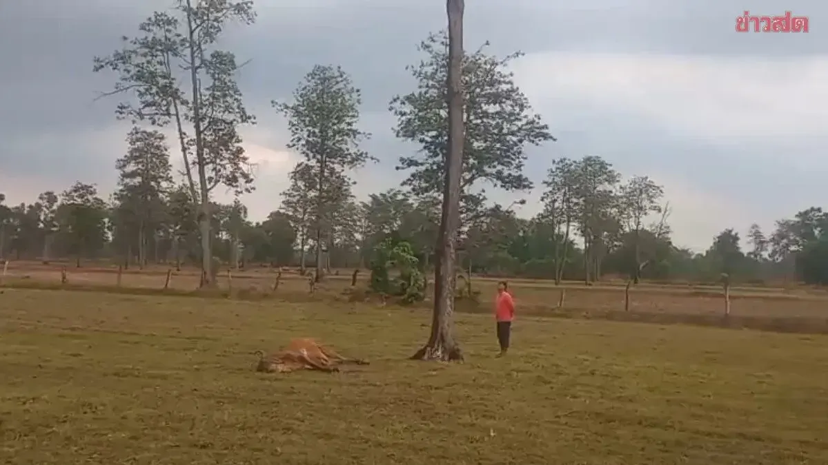 Summer Storms Batter Surin as Lightning Kills Cow in Rice Field; Owner Narrowly Escapes Death
