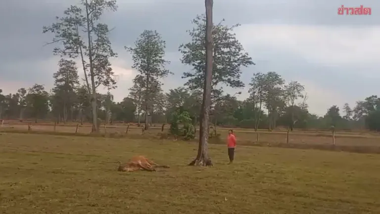 Summer Storms Batter Surin as Lightning Kills Cow in Rice Field; Owner Narrowly Escapes Death