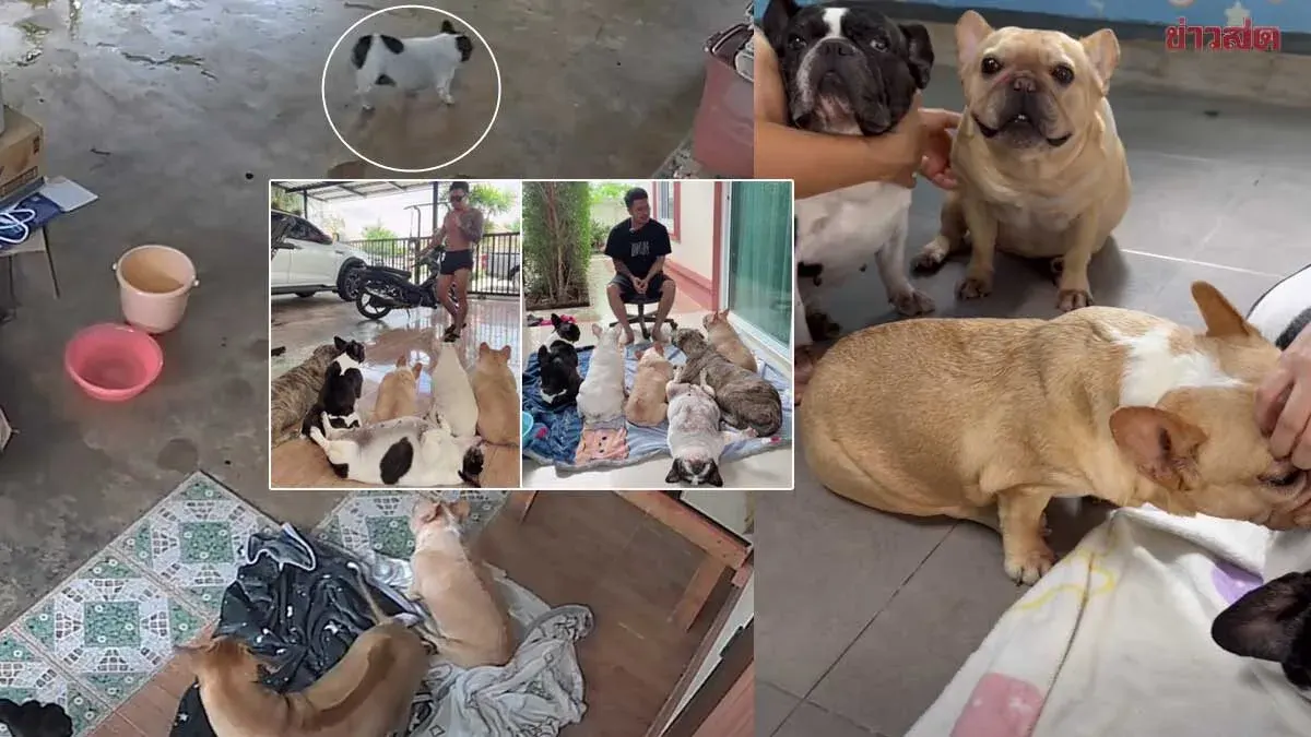 Beloved Dog Srinuan Dies Unexpectedly at Home
