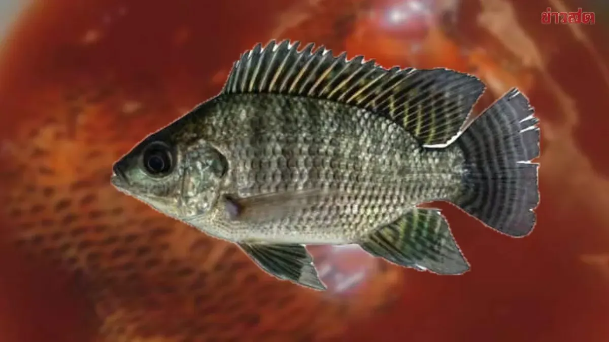 Fisheries Department Clarifies Canned Fish Tests Show Tilapia, Not Black Chin