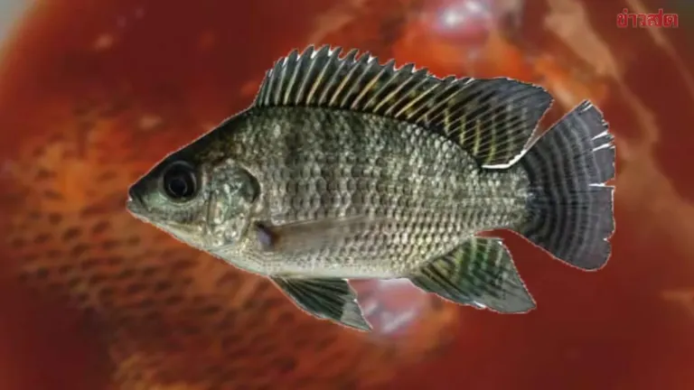 Fisheries Department Clarifies Canned Fish Tests Show Tilapia, Not Black Chin