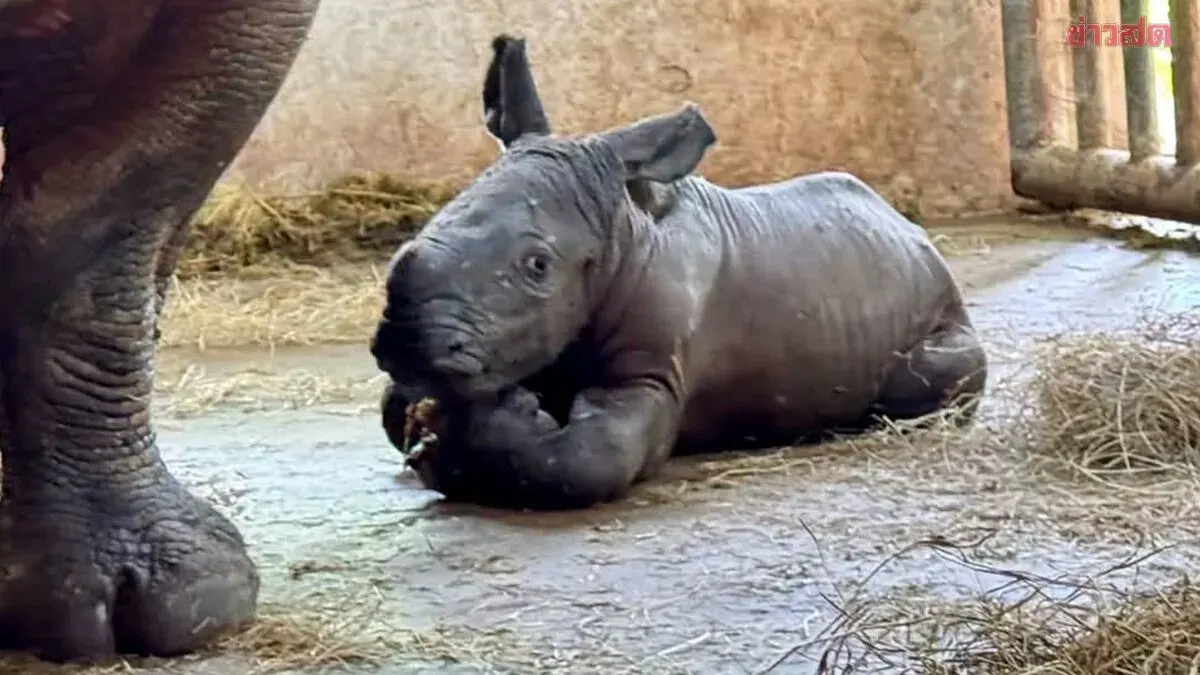 Khao Kheow Zoo Welcomes Newborn White Rhino