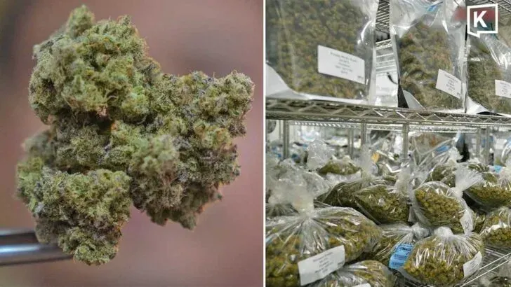 Indonesia Arrests 12 in Major Cannabis Trafficking Case From Thailand
