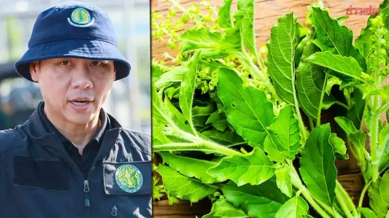 Agriculture Dept Confirms Common Basil Unaffected by New Variety Registration