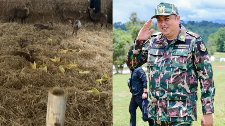 Thai Zoo Celebrates Swift Rescue of 13 Deer From Flood